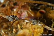 Doto ussi-Wangi Wangi Island-13m-20180601-Denis-ADER-DSC_3095_tn